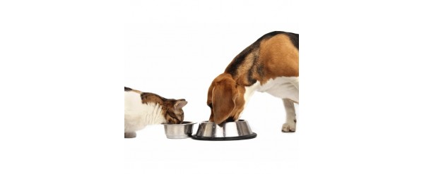 Porqué darles Alimentos Balanceados a tu Perro o Gato?