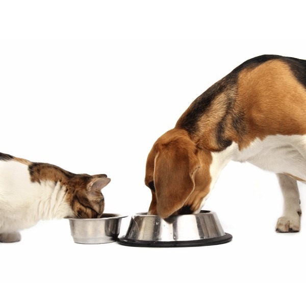 ¿Porqué darles Alimentos Balanceados a tu Perro o Gato?